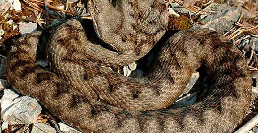 Как избежать смертельной встречи со змеей?